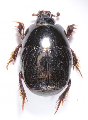 Hypocaccus dimidiatus dimidiatus